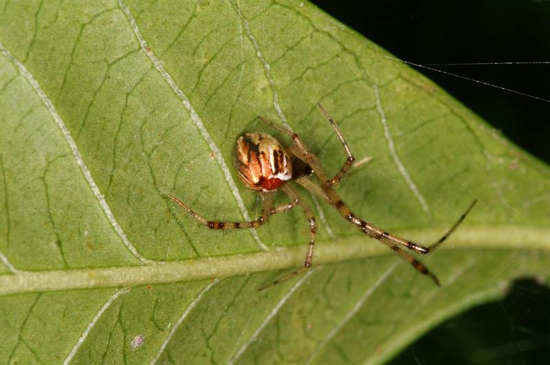 Theridion_pyramidale_D5253_Z_89_Alexandra hills Brisbane_Australie.jpg